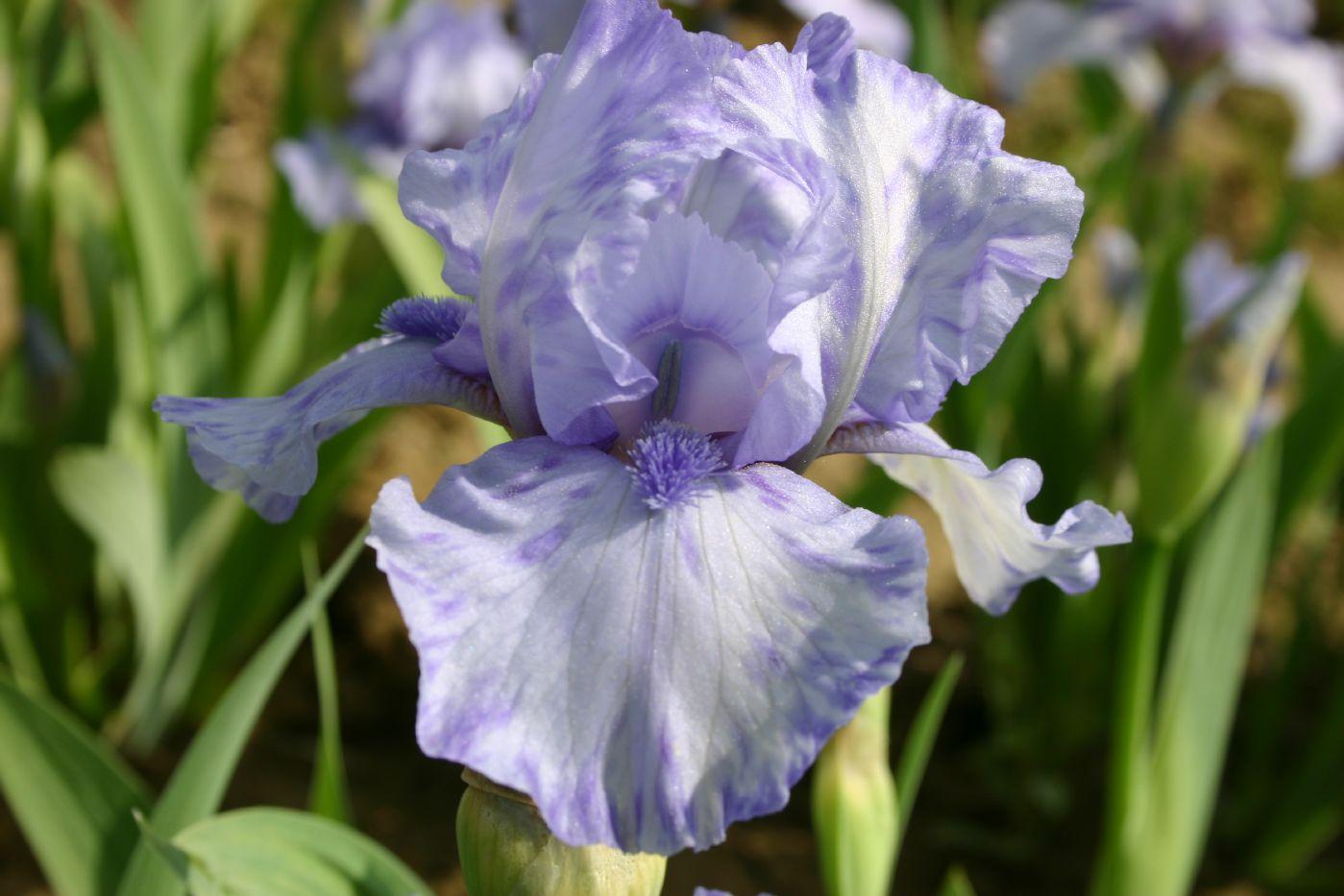 Iris germanica 'Az Ap'